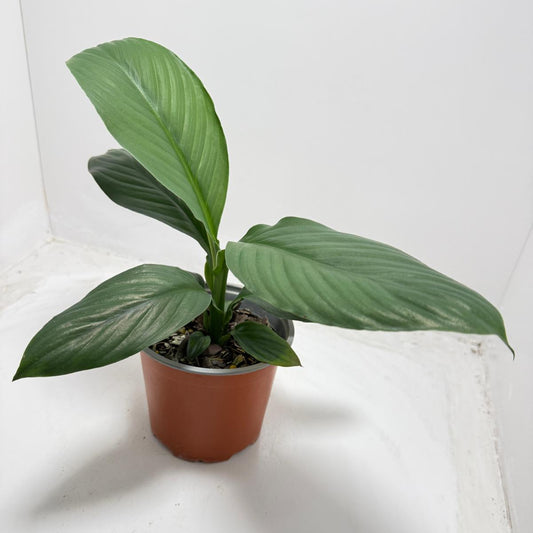 Spathiphyllum Green Bat close-up showing glossy deep green leaves - easy care houseplant