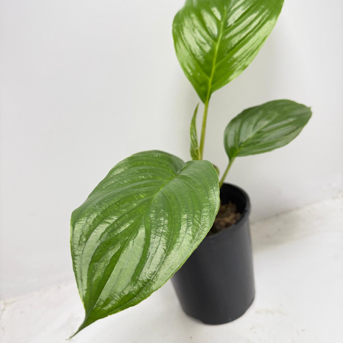 Spathiphyllum Sensation white flowers air purifying indoor plant Australia