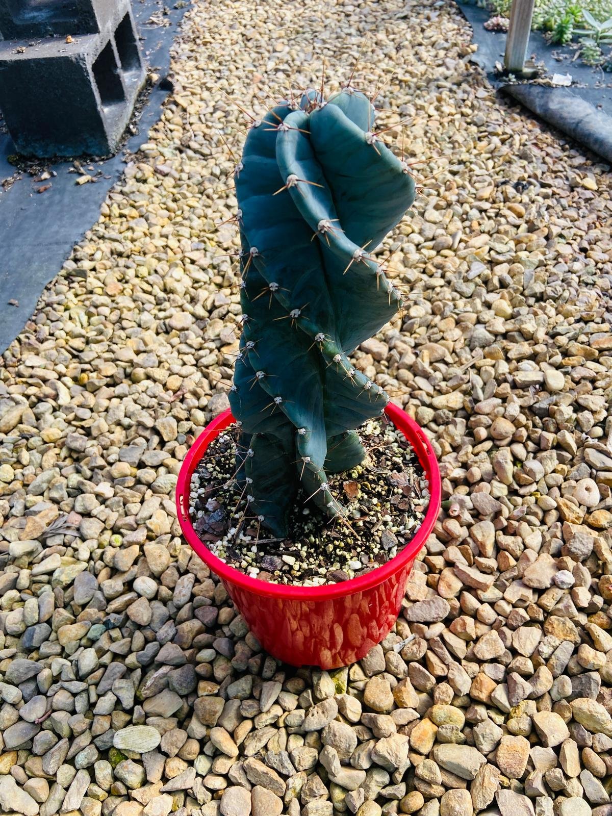 Spiral cactus indoor plant Australia
