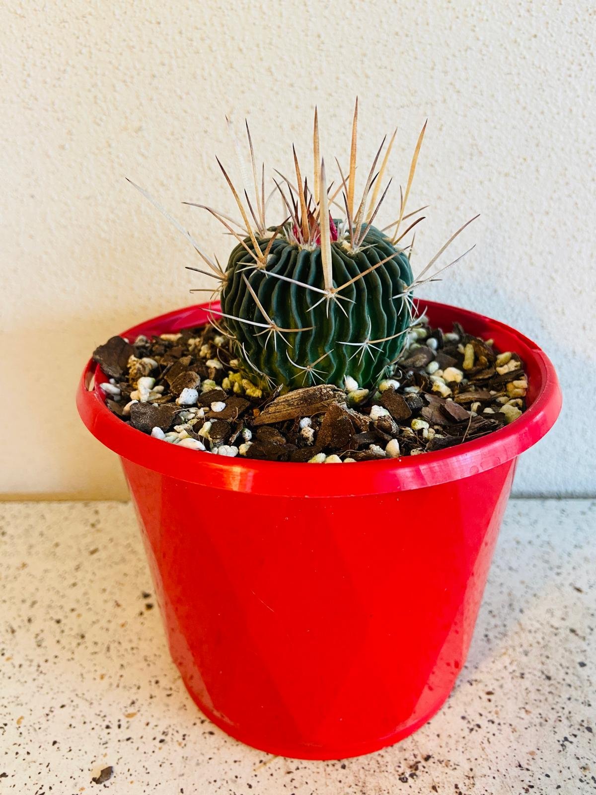 Stenocactus cactus plant in 80mm diameter pot showing actual size for sale online Australia
