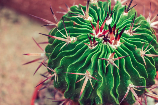 Close up view of Stenocactus cacti showing intricate wave-like ribbed texture and spines - brain cactus detail
