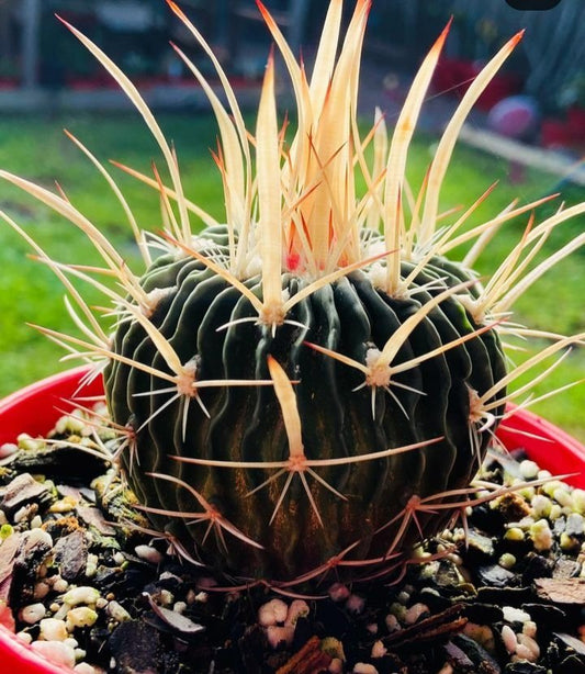 Stenocactus Mexican Barrel Cactus with distinctive wavy ribs for sale Australia - drought tolerant cacti plant