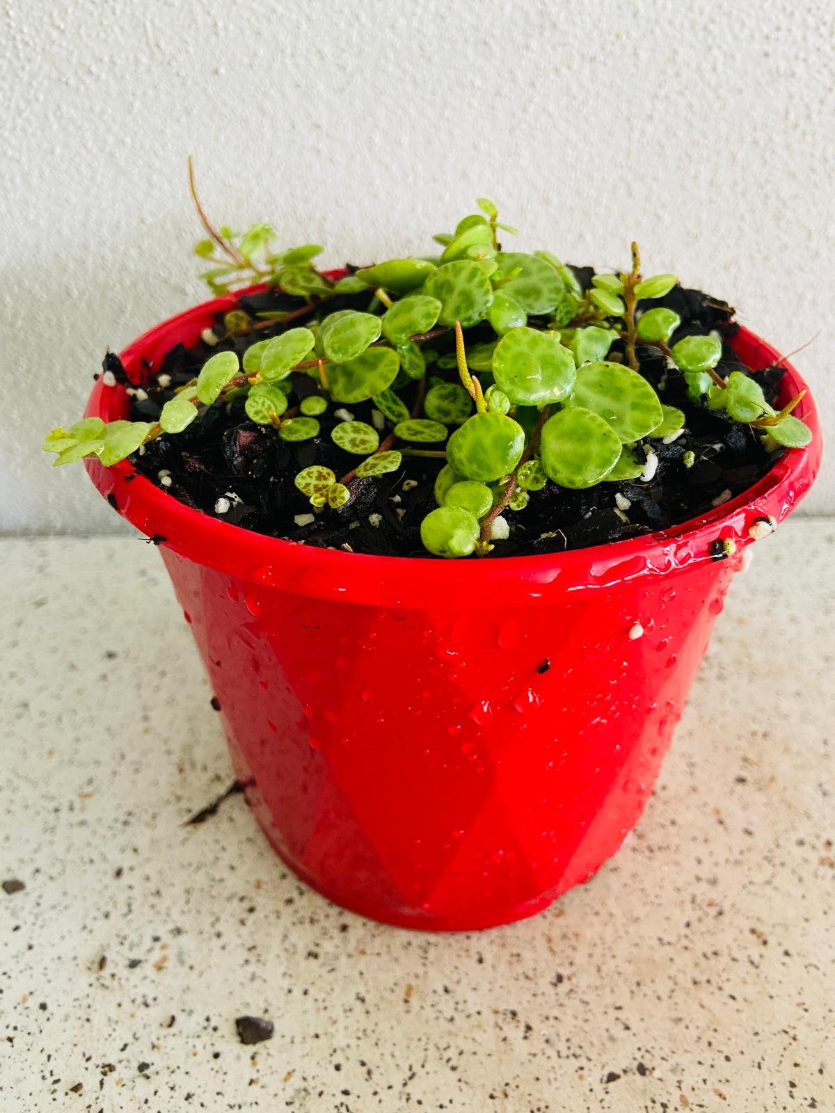 String of Turtles care guide for Australian conditions bright indirect light watering humidity temperature tips