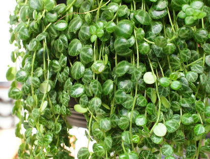 String of Turtles Peperomia Prostrata 130mm pet safe trailing plant with turtle patterned leaves in pot buy Australia