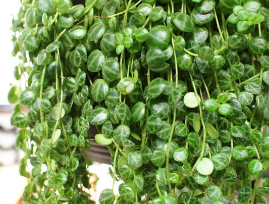 String of Turtles Peperomia Prostrata 130mm pet safe trailing plant with turtle patterned leaves in pot buy Australia