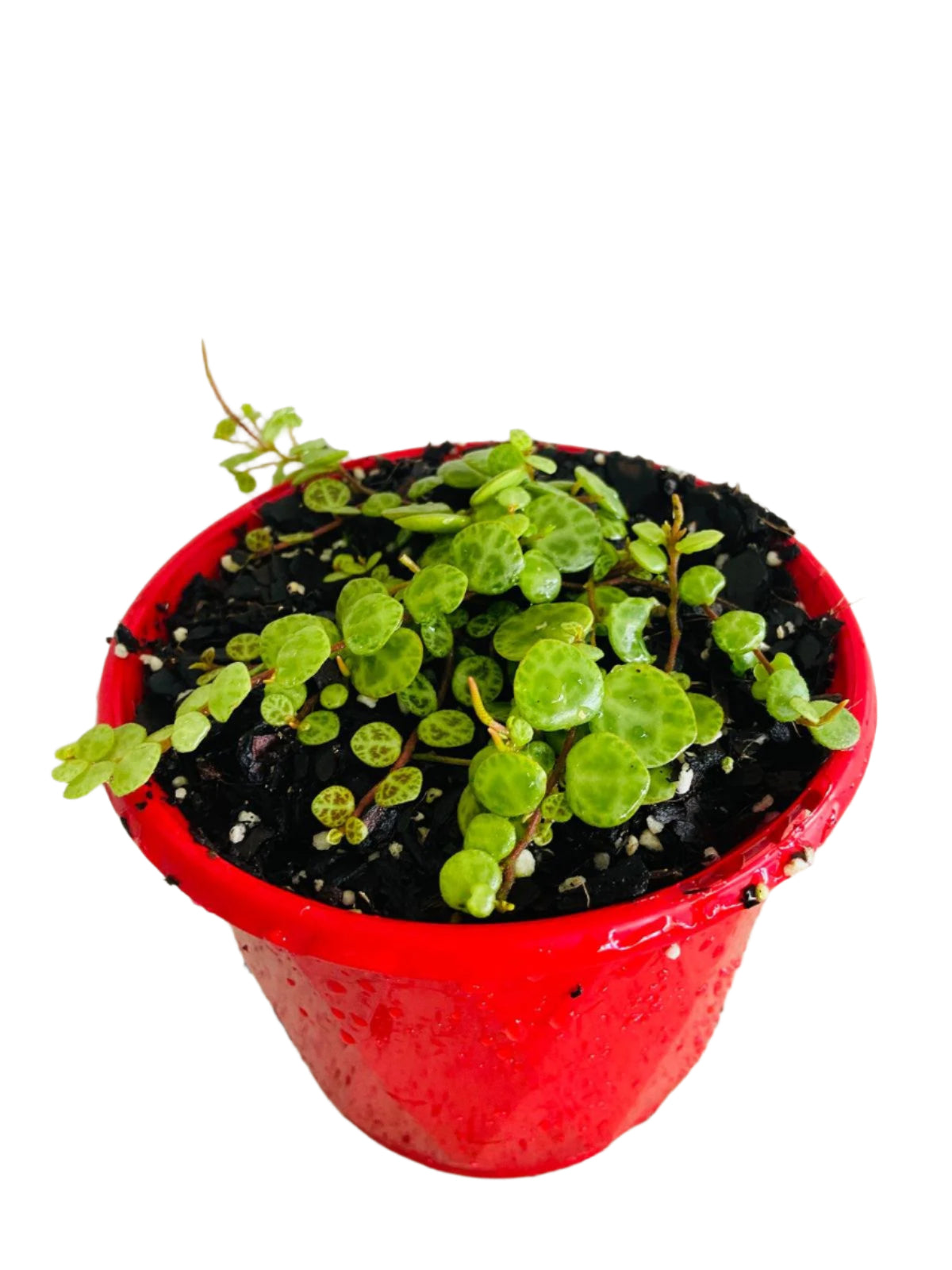 String of Turtles propagation step-by-step stem cutting method easy growing tips rooting guide Australia