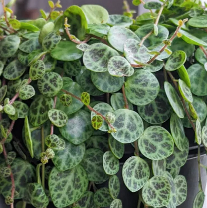 Close-up String of Turtles turtle-shell patterned leaves showing unique variegated markings delicate trailing foliage