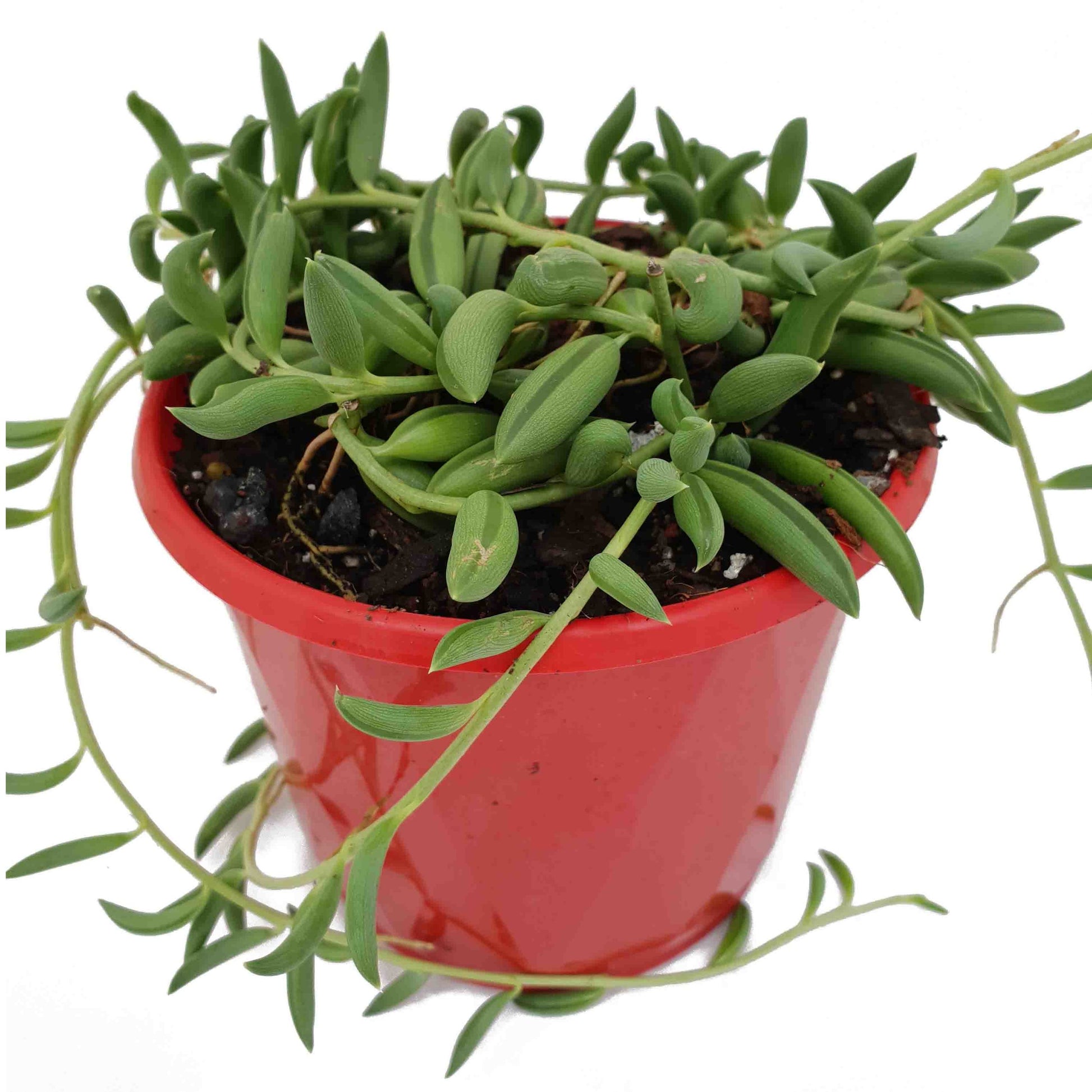 string of beans succulent Buy Senecio String of Beans