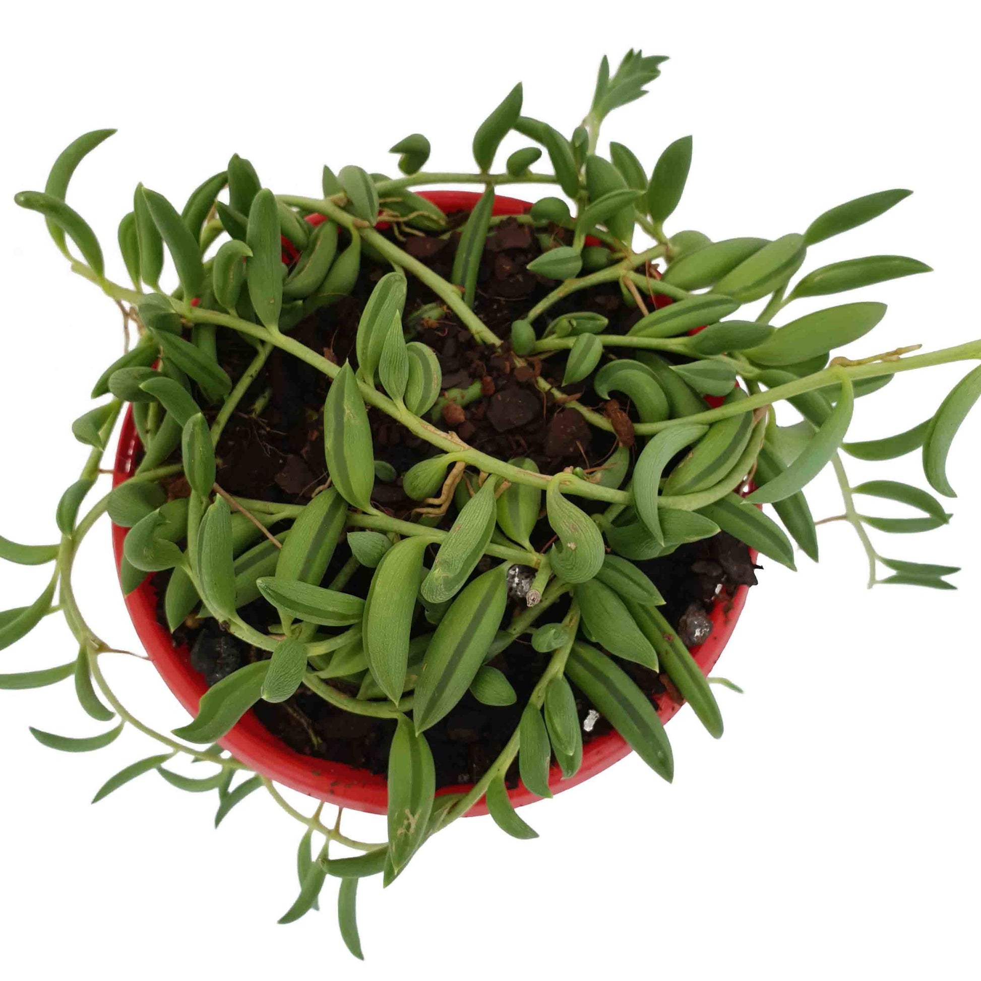 string of beans plant succulent Buy Senecio String of Beans