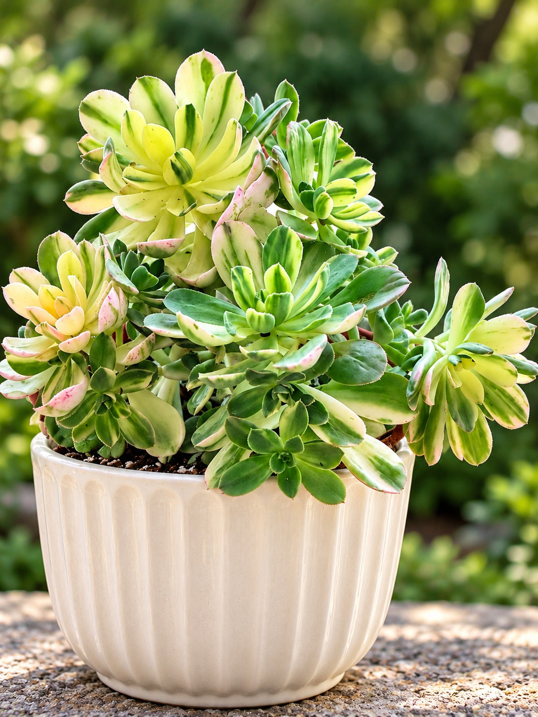 Aeonium Castello Piave Suncup Varigata