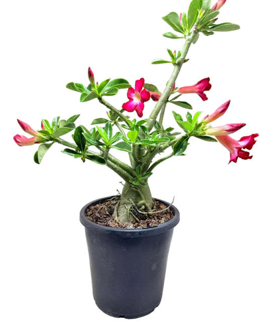 Adenium Obesum Desert Rose  - #509
