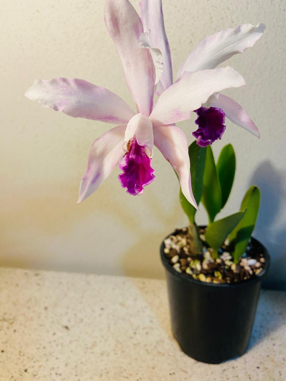 Close-up of Topaz Sonnet succulent showing soft pink and lavender leaves with distinctive powdery coating and pink tips