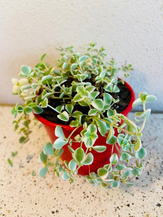 Buy Sedum Little Missy heart-shaped variegated leaves online Australia