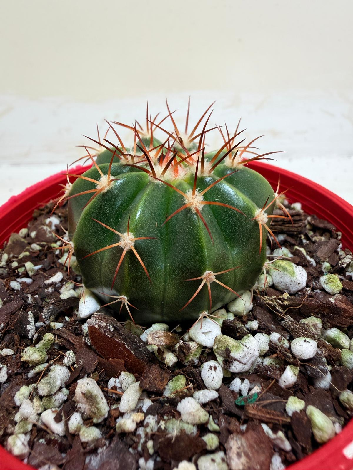 Cacti - Melocactus Turk's Cap