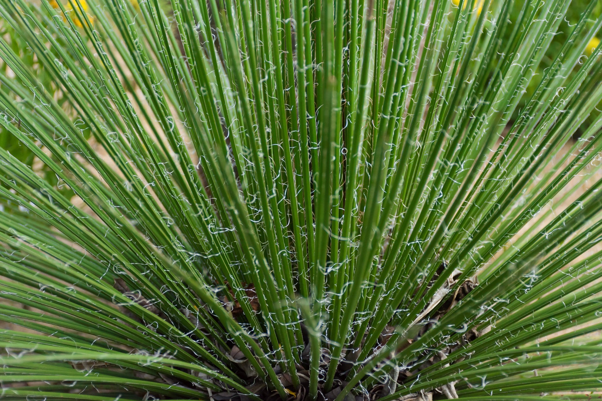 Agave Geminiflora plant online Australia displayed in drought-tolerant Australian garden setting