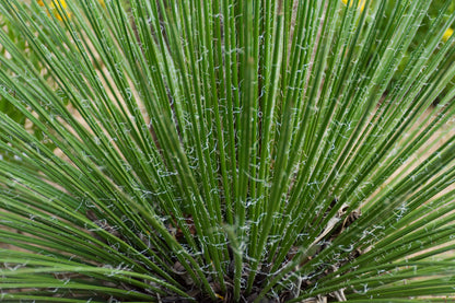 Agave Geminiflora plant online Australia displayed in drought-tolerant Australian garden setting