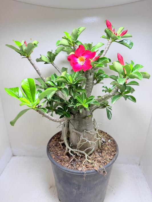 Adenium Obesum Desert Rose - Deep Crimson Red #512