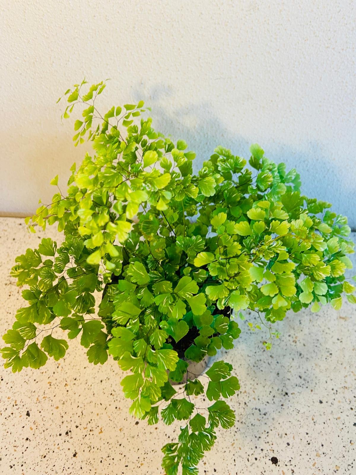 Variegated Maidenhair Fern displayed in modern Australian bathroom with natural light