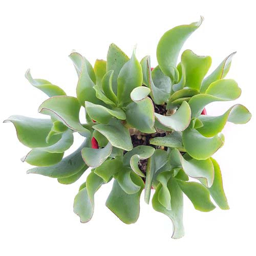 Top view of Ripple Jade wavy leaf crassula succulent online Australia
