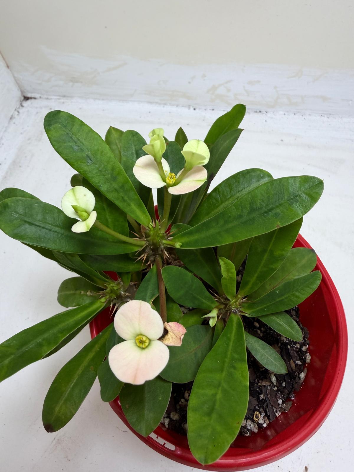 Euphorbia Milli white 3 in one #203
