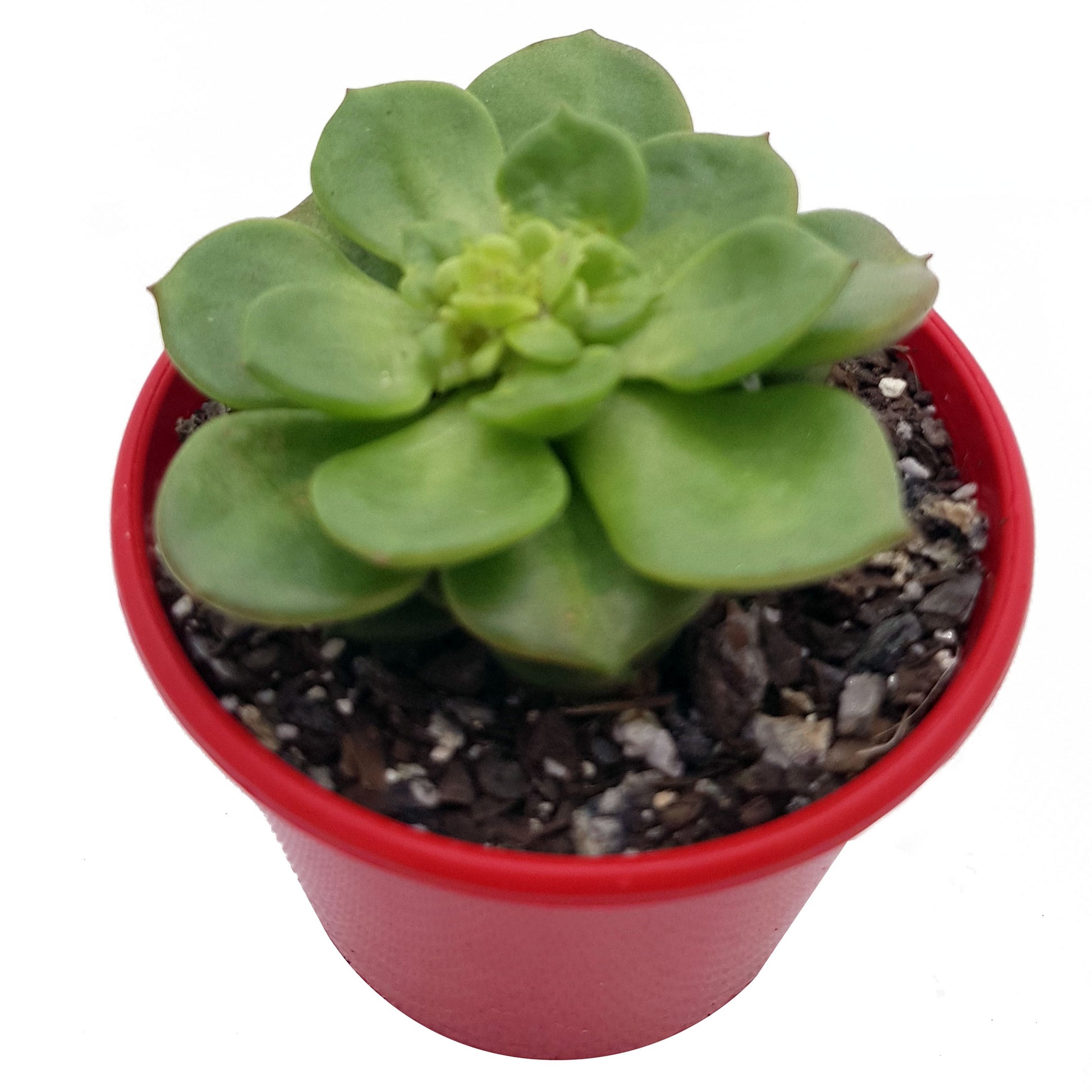 Yellow star-shaped flowers on Sedeveria Rolly hybrid succulent in summer, drought tolerant plant