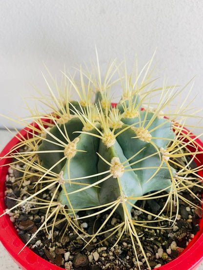 Close-up of vibrant yellow spines on Ferocactus glaucescens, drought tolerant barrel cactus Australia