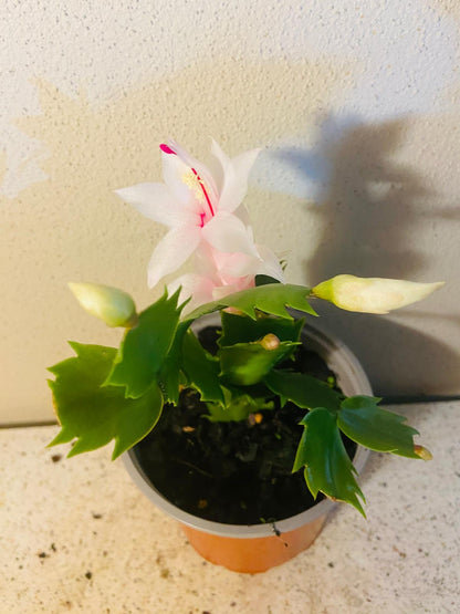 Zygocactus Cecilie trailing cacti showing cascading stems ideal for hanging baskets in Australian homes