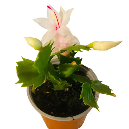 Zygocactus Cecilie pink flowering cacti in 130mm pot showing soft lavender winter blooms for sale Australia