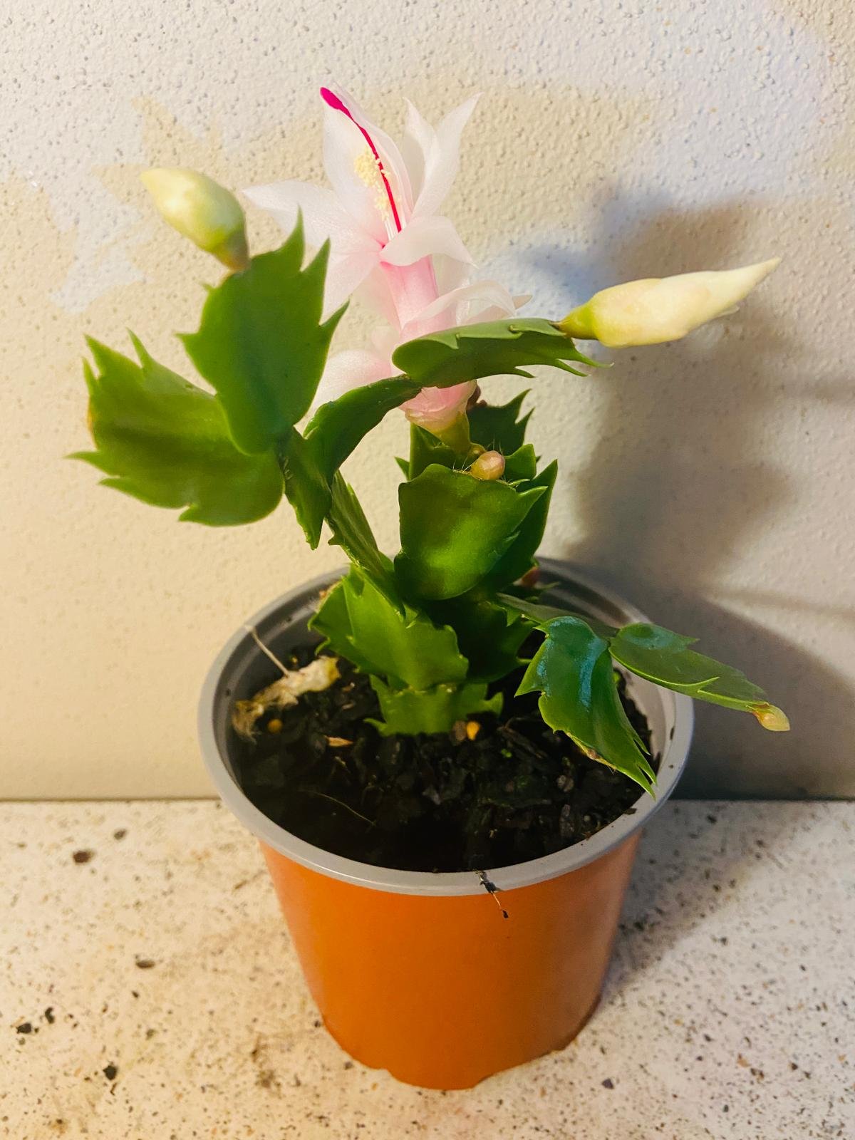Close up of Zygocactus Cecilie cacti flowers blooming in winter perfect for Australian climate zones